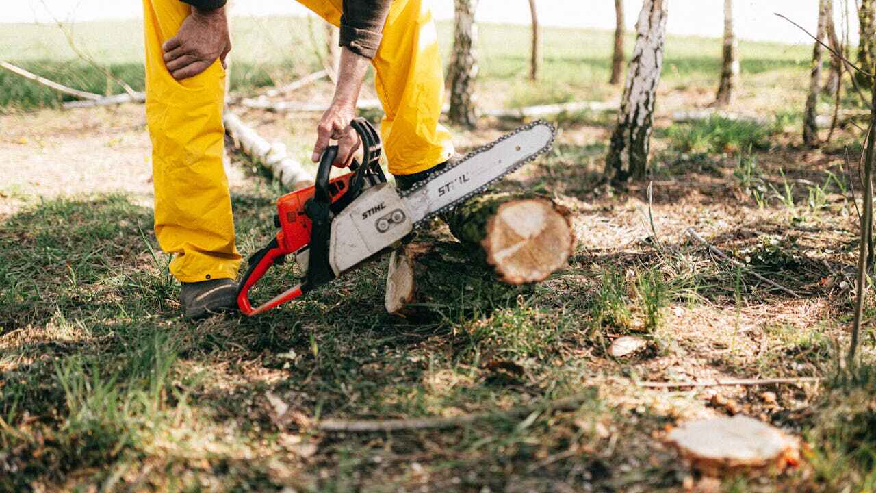 Tree Root Removal in University, FL